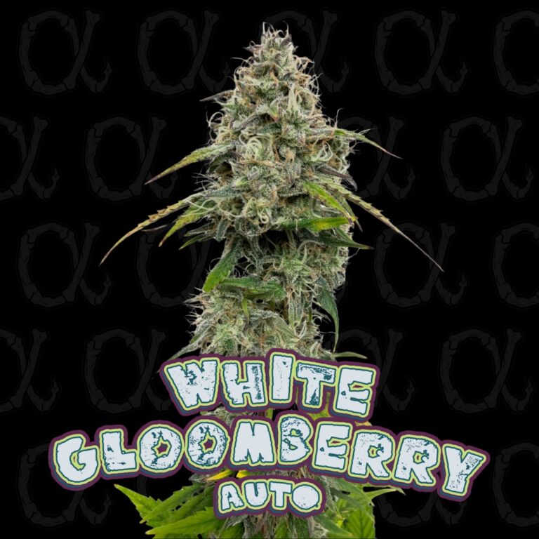 White Gloomberry - 11