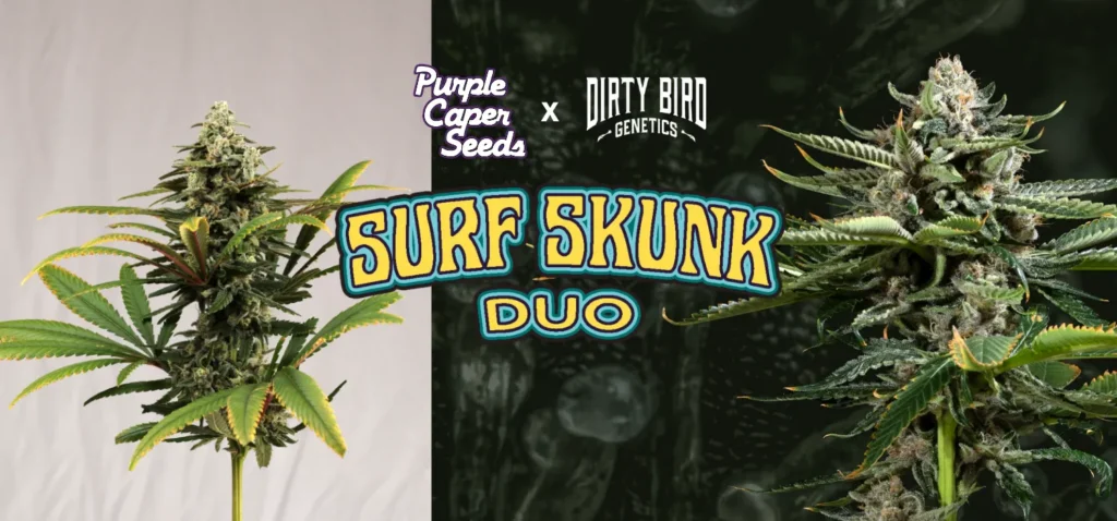 Surf Skunk Duo Banner