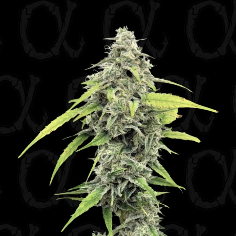 White Gloomberry - 11