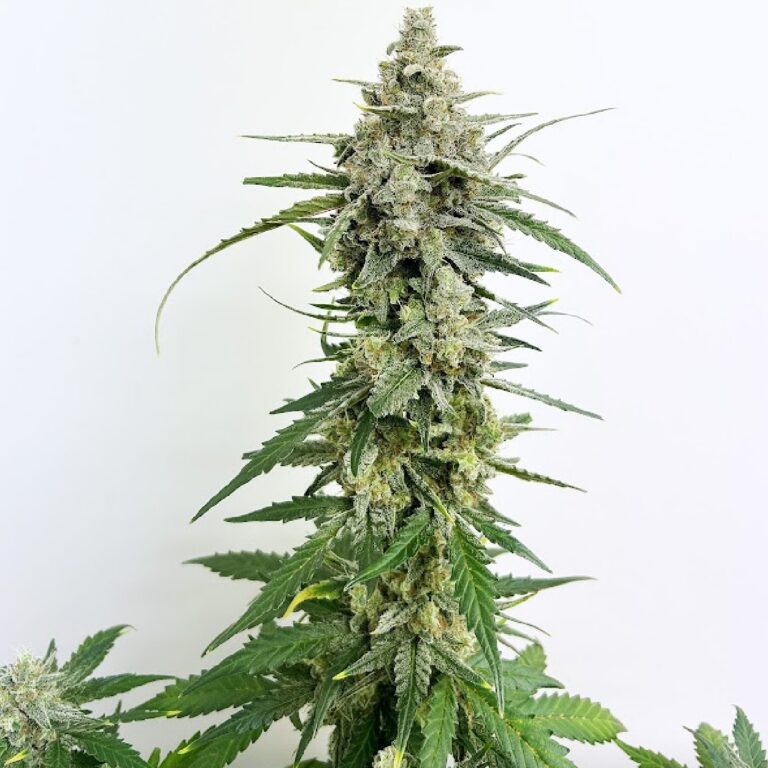Devil Fruits - 4