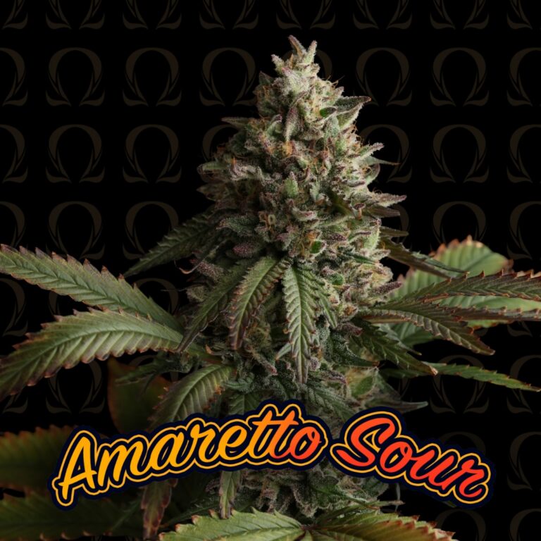 Amaretto Sour - 5